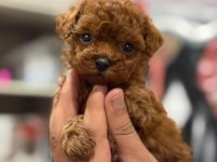 Show Kalite Miniboy Korekan Poodle