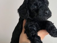 Siyah Toy Poodle Bebeklerimiz