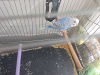 Kafes dahil 4 yavru muhabbet kuşu