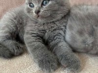 British Shorthair Sevımlı Cocuklar Gri Senı Beklıyo