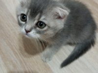 Scottish fold yavrularımız