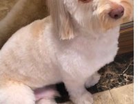 Dünya Tatlısı Maltipoo