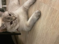 1.5 yaşında kısırlaştırılmış blue point british shorthair