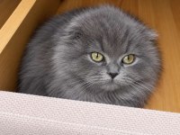 Scottish Fold Kedisi
