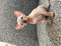 SFENKS YAVRU KEDİMİZ