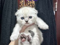 En tatlı scottish fold yavrular yuva arıyoruz