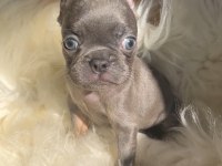 Micro boy exotic renk french bulldog yavrularım