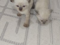 Siyam Kedisi Cins Yavru Sahiplendirme