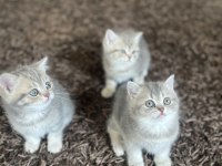 Golden NY11-NY12British Shorthair Yavrular