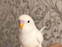 Beyaz muhabbet kuşu takım albino