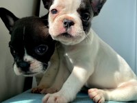 French Bulldog A kalite Yavrular