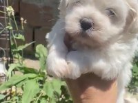 Maltese yavrular minyatür boy