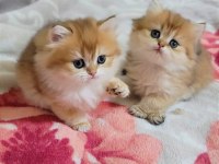 Golden british longhair Fıstıkları 45 günlük oldu