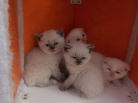 Blue Point ve Red Point British Shorthair Bebekler
