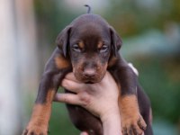 2 Aylık Safkan Asil Doberman Yavrularım