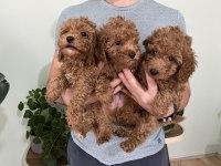 Saf Irk Red Brown Toy Poodle Yavruları