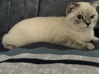 Gri maskeli british shorthair