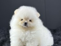 Teddy Bear Pomeranian Yavruları
