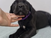 SAGLIK VE SAFKANLIK GARANTILI ŞECERELİ CANE CORSOLAR