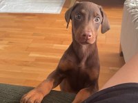 Kızıl doberman