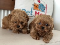 Ankaranın en güzel maltipoo yavruları aşılı pasaportlu
