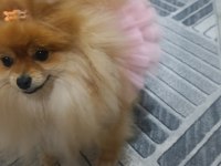 Micro Pomeranian Dişi 5 Aylık