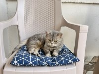 Scottish dişi kedi kısır 1 yaşında