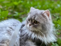 KEDİMİZ PASCAL İÇİN ÖMÜRLÜK YUVA ARIYORUZ