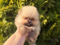 Pomeranian Boo Yavrularımız Yeni Yuvasını Arıyor