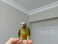 Ful Evcil Pıneapple Konur Bebek