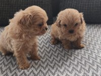 Ankarada ziyarete açık tea cup kore maltipoo