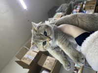 Golden british shorthair