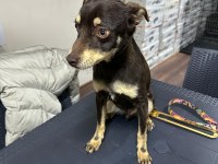 Pinscher Temel İtaat Eğitimi mevcuttur