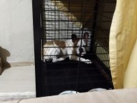 Fransız bulldog köpeği