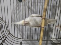 Albino erkek sultan papağanı