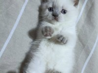 Minik British Shorthair Bebeğimize Yuva Arıyoruz