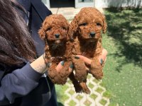 Oyuncak Boy Poodle Bebekler