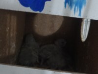 Yavrulu muhabbet kuşu