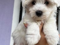 Maltis A kalite Terrier Dişi Tüm İllere Gönderim