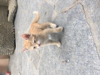 Minik kedilere acil yuva