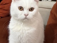 7 AYLIK BEYAZ DİŞİ BRITISH SHORTHAIR