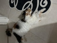 Exotic longhair 1.5 yaşında