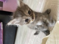 British longhair 1.5 aylık
