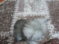 Yavru kedi