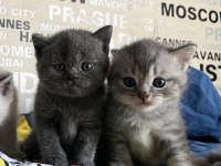 Silver Blue Ve Blue Point Yavru Kedilerimiz