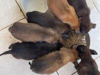 Bombacı malinois yavrularım