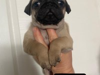 Pug Mops Bebekler
