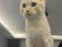 Scottish fold kedimizi sahiplendiriyoruz