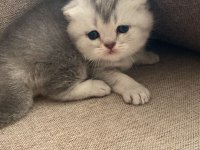 British longhair 2 adet yavru verilecek