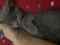 British shorthair yeni yuvasını arıyor